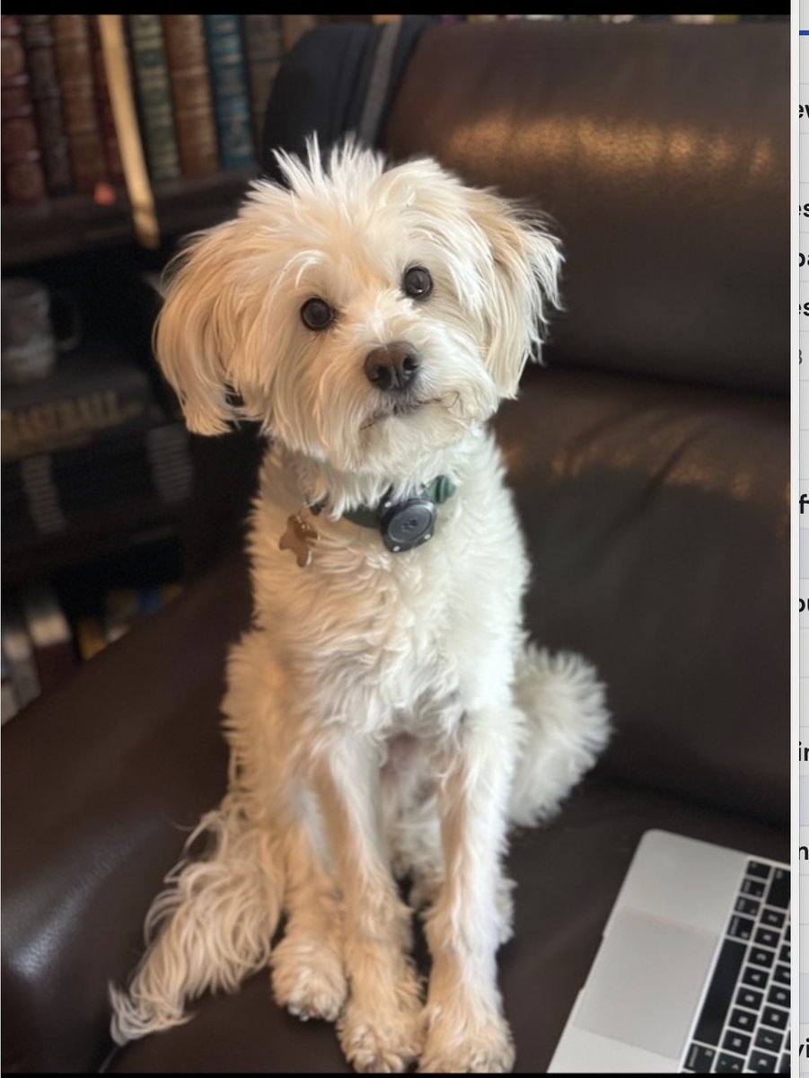 Ace is helping me prepare for the Las Vegas mayoral forum Wednesday evening, and he is perplexed by one of my questions. I may have to have him on stage to help moderate -- his bark is not as bad as my bite. Hope to see you at The Fontainebleau or watch on @News3LV at 6:30!