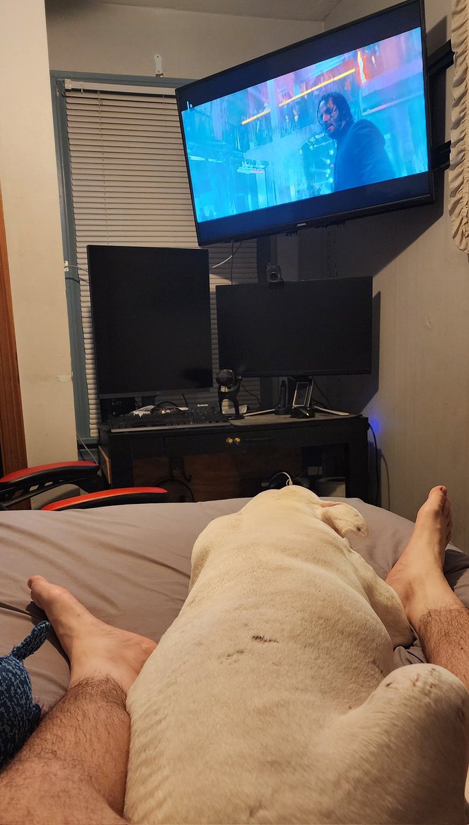 Look at this silly goose watching John wick 3 with me. 
#johnwick3 #dogoargentino #mansbestfriend