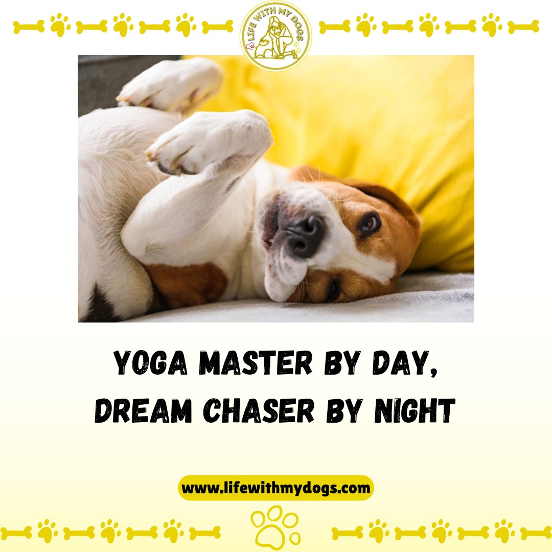When your dog embodies both inner peace and boundless ambition. 🐾✨ Discover more dog information, visit lifewithmydogs.com  #sleepingdogs #doghealth #dogmemes #lifewithmydogs
