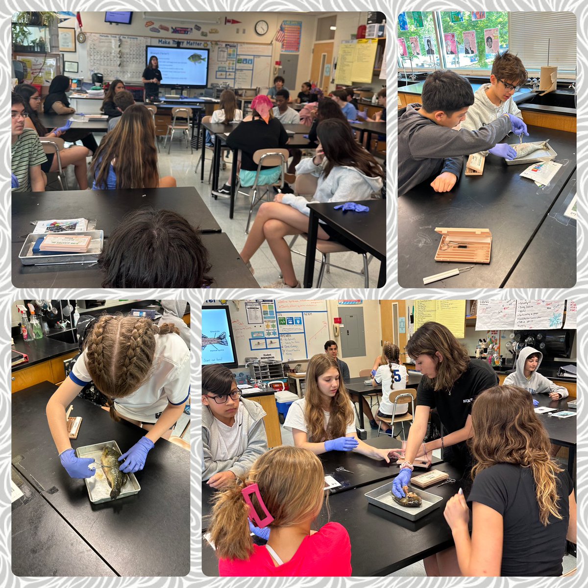 There’s nothing fishy about these 8th grade scientists! Fish dissection in action: comparing anatomies of fish and other vertebrates. #LifeBelowWater #SDG14 @GlobalGoalsUN @kerritraynor @Global_WCPSS @ScienceWCPSS @CGHahner