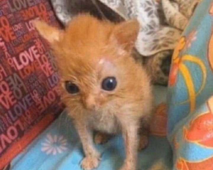 anastac369's tweet image. "ainn você não tem crush homem?" 

Se for crush de achar o cara bonito e/ou  de personalidade admirável, pode se juntar à minha lista de crushes mulheres (como Letitia, Ana Brenda, Giselle Itié, etc.)

Se for crush de querer algo sexual/ romântico, nenhum me atrai 🥲 +