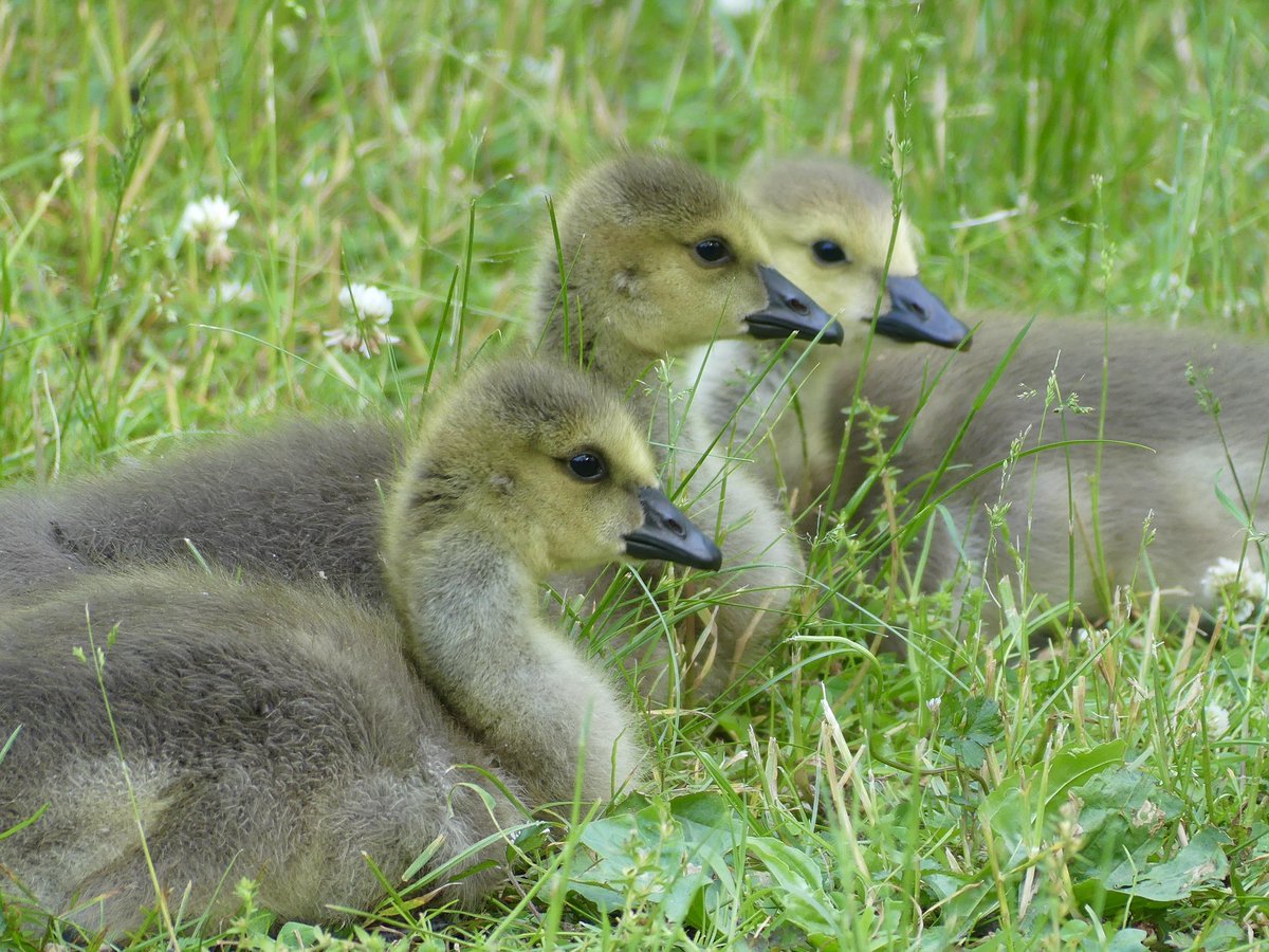 Baby Canada Geese soaking up the sun along the C&O Canal near Great Falls in Potomac MD