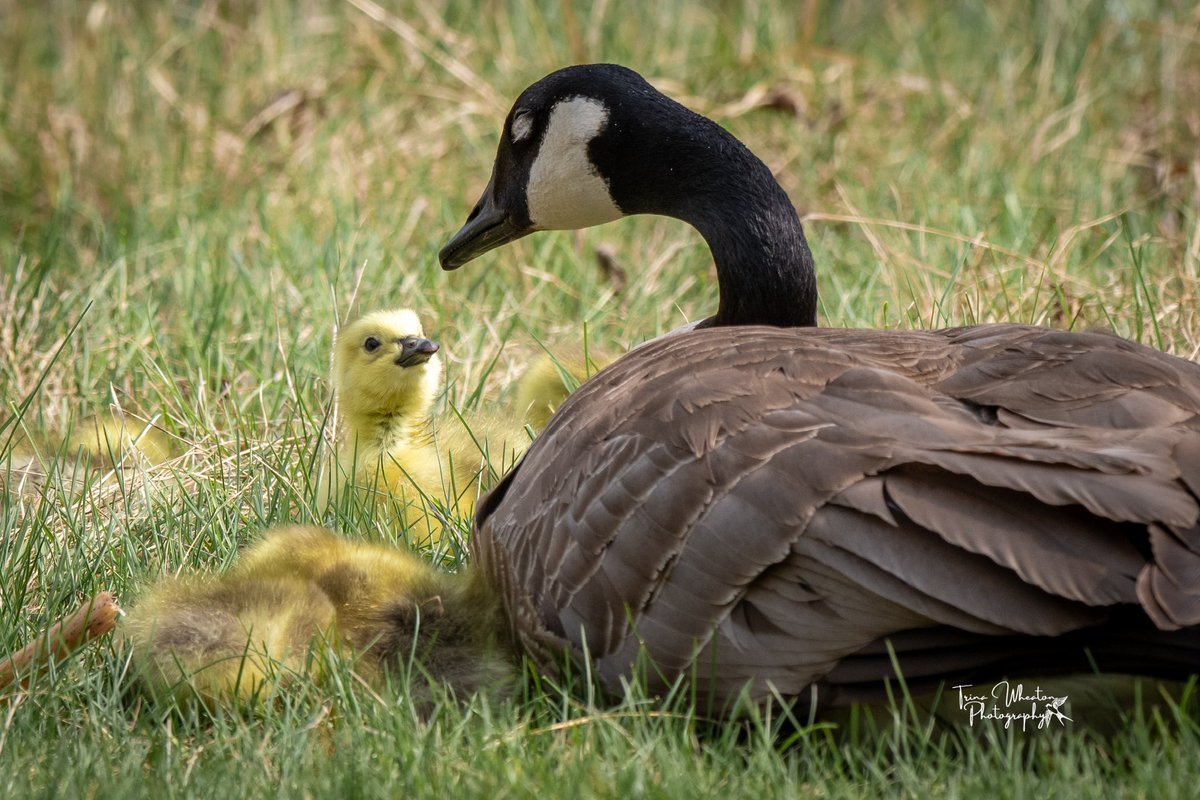 Goslings are here! The next generation of Cobra Chickens! 💕📸🤣
#canadagoose #photography #birdphotography #love #yeg #beautiful