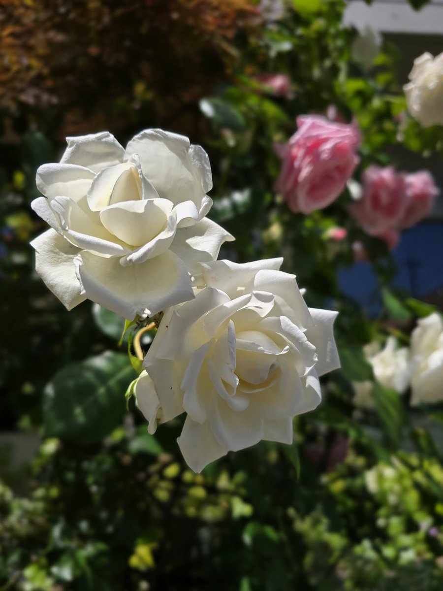 薔薇のキレイな季節になりましたね🌹 バラ園探して週末出掛けようかな。。
.
🗓 2024.5.10
🗾 #東京 #多摩地域
📷 #GalaxyS24Ultra
#写真好きな人と繋がりたい
#ファインダー越しの私の世界
#WithGalaxy #photography