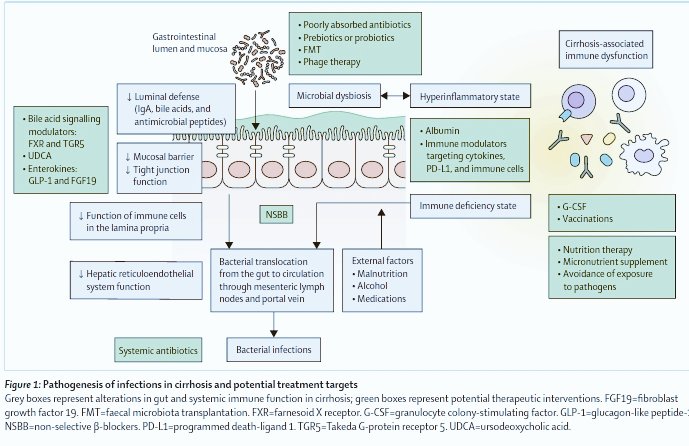 Pathogenesis of infections and CAID in cirrhosis & ACLF.🔥 doi.org/10.1016/S2468-… #livertwitter @drnipunverma @ajay_duseja @JCEH_Hepatology @doc_arka @juanpabloarab @stevenbollipo @DrAshish_Kumar @drkeithsiau @RohitMehtaniDM @ebtapper