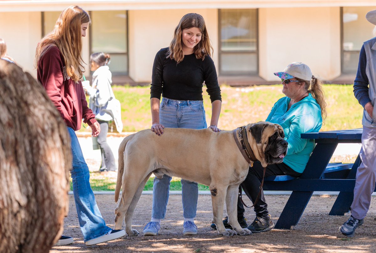 The “Love On A Leash” therapy dogs (and a cat) stopped by to help alleviate a bit of the stress caused by the looming exams! Another amazing year is almost over. You’ve got this, Nova!

#loveonaleashtherapydogs #exams #almostdone