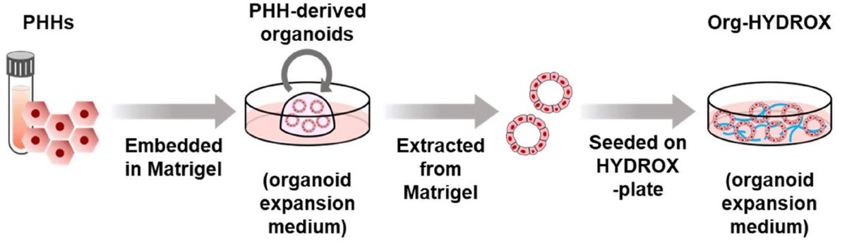 🔎 Researchers at @osaka_univ_e attempted to culture human liver #organoids established from 🧊 cryopreserved primary human #hepatocytes, using HYDROX, a chemically defined 3D nanofiber. @SciReports | 🔗 go.nature.com/3WGyls6