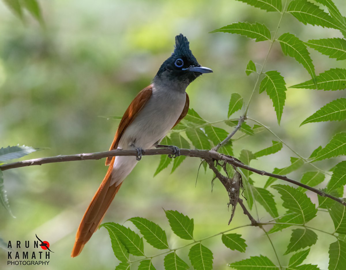 After posting the Indian Paradise Flycatcher males here is the beautiful Female. We are lucky to spot them during summer and now will let them make nest and hatch the next generation peacefully. #IndiAves #TwitterNaturePhotography #birdwatching #thephotohour #BirdsOfTwitter