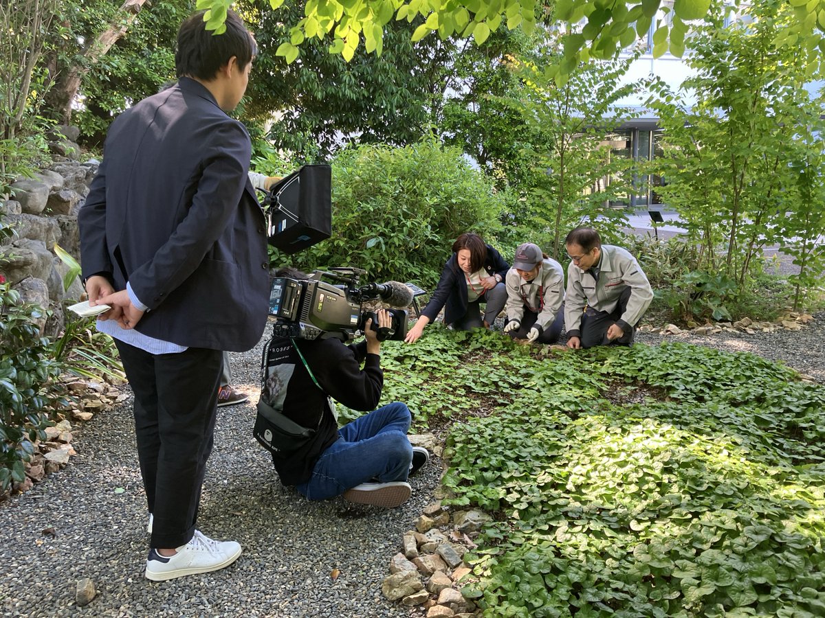 きょうは、初夏の京都の風物詩 #葵祭 が開催されますね。当社では毎年、葵祭に欠かせない植物「フタバアオイ」を敷地内で育てて、上賀茂神社に奉納しています。 shimadzu.co.jp/today/20230530… 愛情をもって育てる社員の姿が、本日18:30から放送のNHK「#京いちにち」のコーナーにて紹介されます。