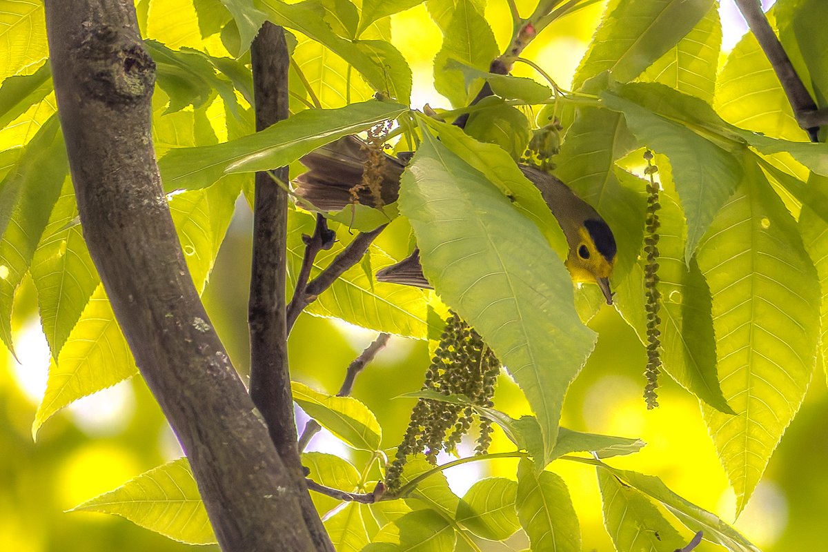SandraBirdlover's tweet image. Wilson's warbler in gouache (not really😉 but I like it). High migration alert 2nite so #LightsOutNYC #birdcpp @ny1 #BirdsSeenIn2024 #GlobalBigDay2024