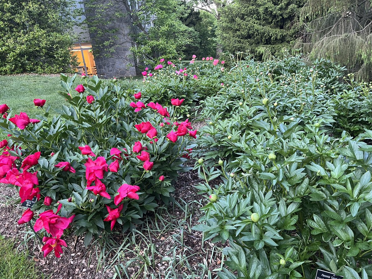 Garden Tip of the Day: You can cut peonies and store them for several weeks/months. Cut fresh peony buds while they're soft (like a marshmallow), wrap them in newspaper or plastic wrap, and store them in the refrigerator until you're ready to use them. #gardendc #gardening