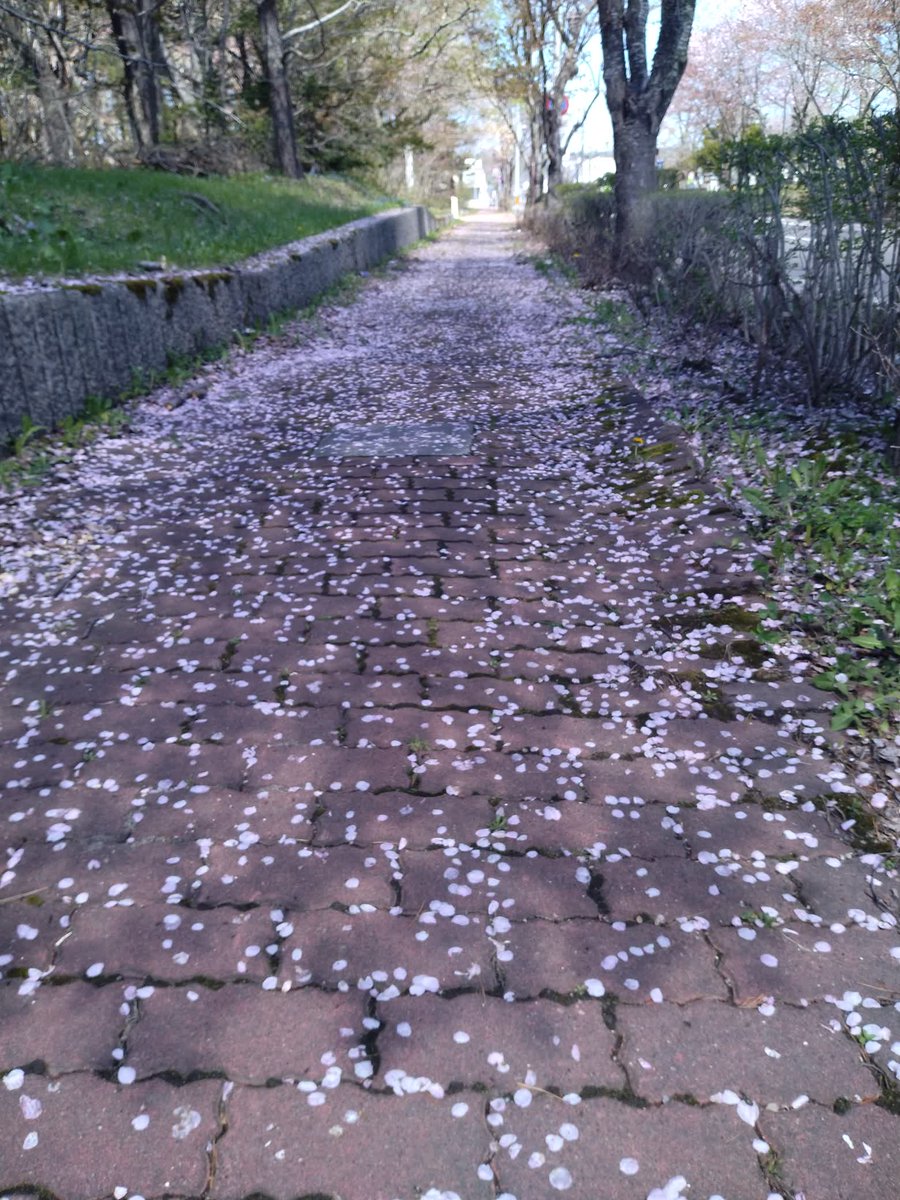 【🌸桜もそろそろ・・・】
昨日の風雨から一転、今日はとても暖かな弟子屈です🌤️
町内には、あちこちに桜の絨毯が😊
寒暖差激しいので、皆さん体調にはお気をつけて～🙋
＃弟子屈　＃てしかが　＃弟高夢叶塾　＃ていこうむきょうじゅく　＃桜