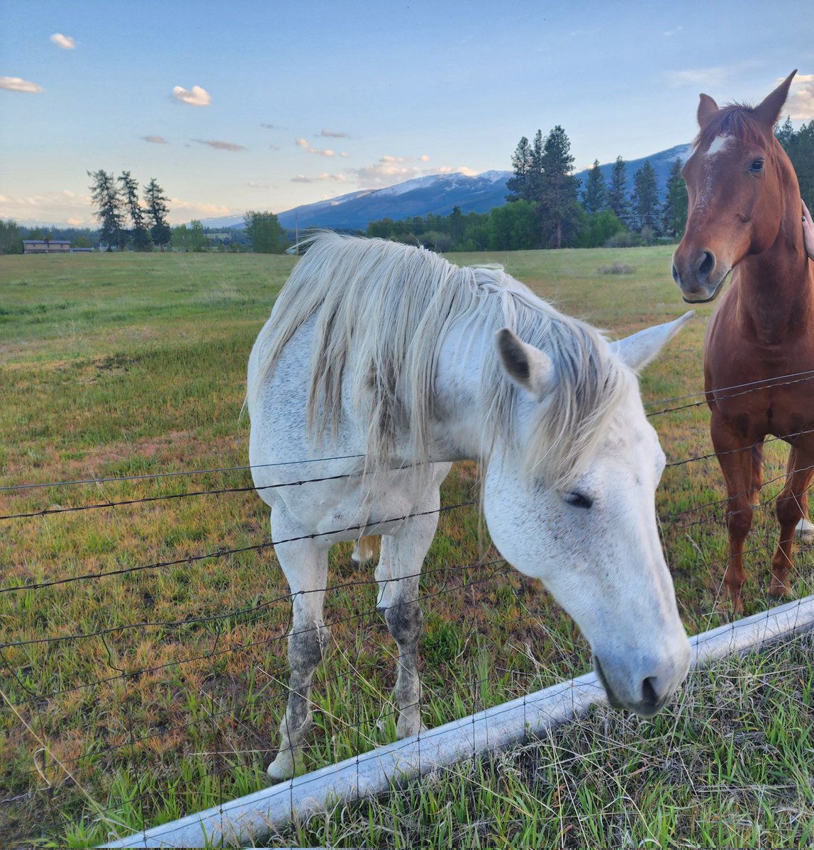 Horses are the best neighbors to have. They are quiet and they don't want to eat you.