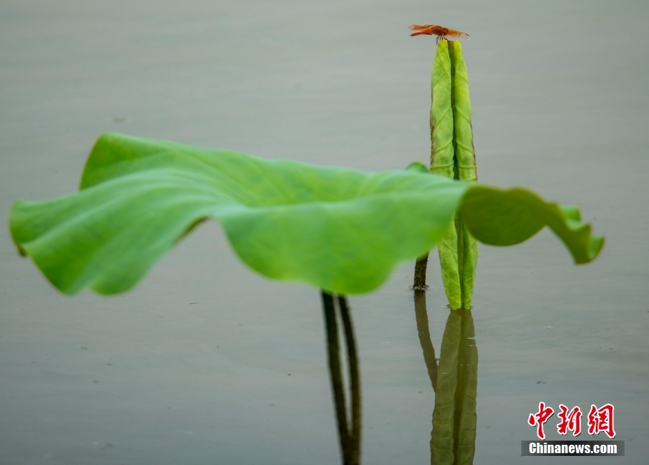 海南瓊海初夏荷塘綠意濃 早有蜻蜓立上頭 #魅力中國