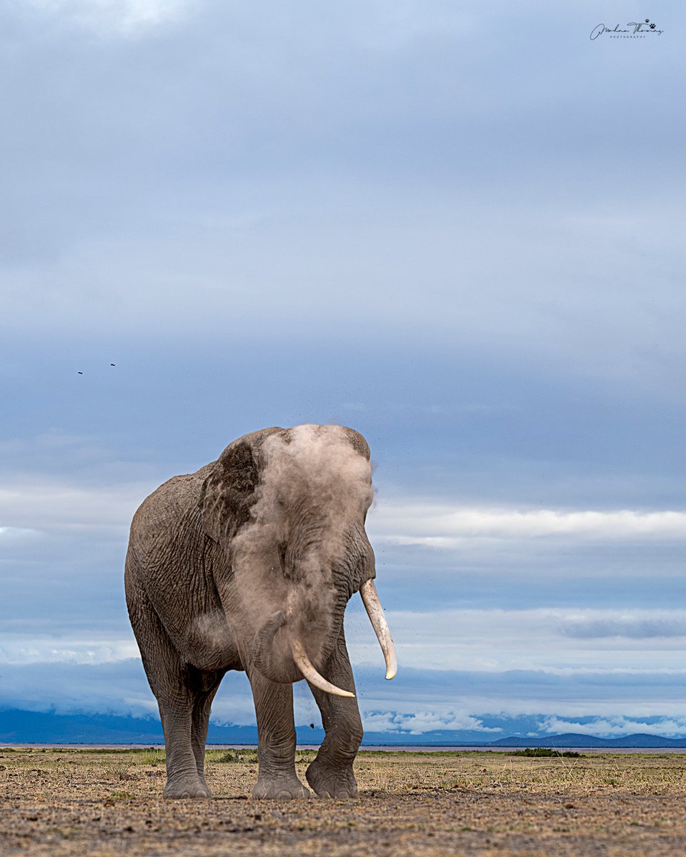 Elephant 
Amboseli.
@NikonIndia #nature #wildlife #photograghy