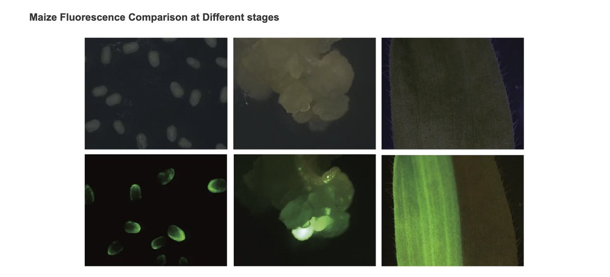 🔬🌽 Exciting findings from our research at WIMI! We've conducted a comprehensive maize fluorescence comparison at various growth stages. 🌱
#AgTech 
#PlantScience
#GeneticTransformation 
#GeneticTransformation