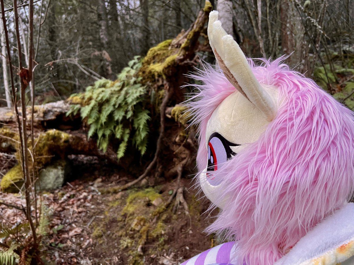 Recently Flutterbat went out for a walk with me at one of my nearby nature parks. Unfortunately there were no apples but she got to see some nature!

#Fluttershy #Flutterbat #mlptwt #brony @PlushiePoner #MLP #mlpfim