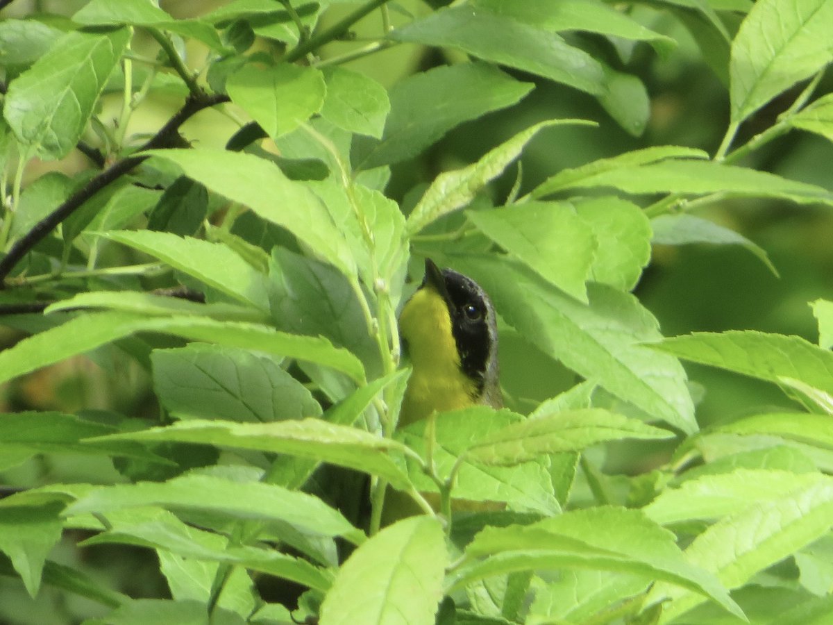 Common Yellowthroat makes an appearance at the Bathing Rock (The Pool) 5/13 afternoon. #birdcpp