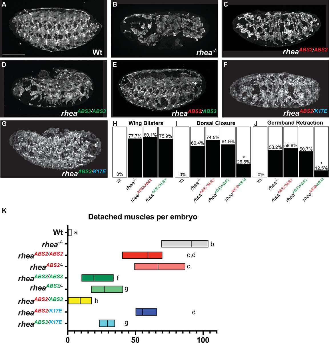 PLOS Genetics (@plosgenetics) on Twitter photo Recently published from researchers at <a href="/UBC/">University of British Columbia</a> and <a href="/UniKent/">University of Kent</a>:"The actin binding sites of talin have both distinct and complementary roles in cell-ECM adhesion" π plos.io/44F2gTg. Recently published from researchers at <a href="/UBC/">University of British Columbia</a> and <a href="/UniKent/">University of Kent</a>:"The actin binding sites of talin have both distinct and complementary roles in cell-ECM adhesion" π plos.io/44F2gTg.