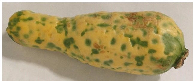 Ioannis Tzanetakis (@ytzanet) on Twitter photo Pretty striking pathology!
First Report of Melon Severe Mosaic Orthotospovirus infecting cucurbits in the United States | Plant Disease apsjournals.apsnet.org/doi/10.1094/PD…
<a href="/VirologyAPS/">APS Virology Committee</a> <a href="/ArkAgResearch/">Arkansas Agricultural Experiment Station</a> <a href="/ArkansasEPP/">Arkansas Entomology and Plant Pathology</a> Pretty striking pathology!
First Report of Melon Severe Mosaic Orthotospovirus infecting cucurbits in the United States | Plant Disease apsjournals.apsnet.org/doi/10.1094/PD…
<a href="/VirologyAPS/">APS Virology Committee</a> <a href="/ArkAgResearch/">Arkansas Agricultural Experiment Station</a> <a href="/ArkansasEPP/">Arkansas Entomology and Plant Pathology</a>