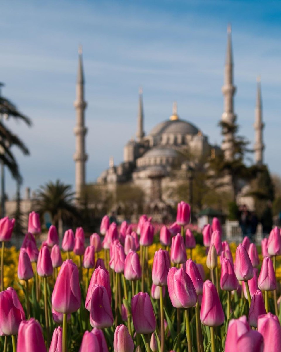 From majestic palaces to exquisite pottery, the tulip's elegant motif weaves through centuries of Turkey's history and art. Dive deeper into this timeless narrative by visiting our Discover Blog: shorturl.at/jwIM8 #ThisIsSilversea