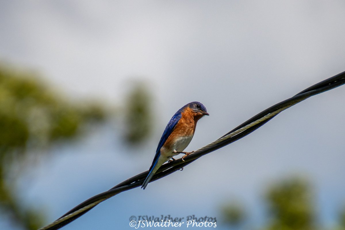 #bluebird #birds #bird #nature #birdsofinstagram  #birdphotography  #blue  #wildlife  #naturephotography  #love