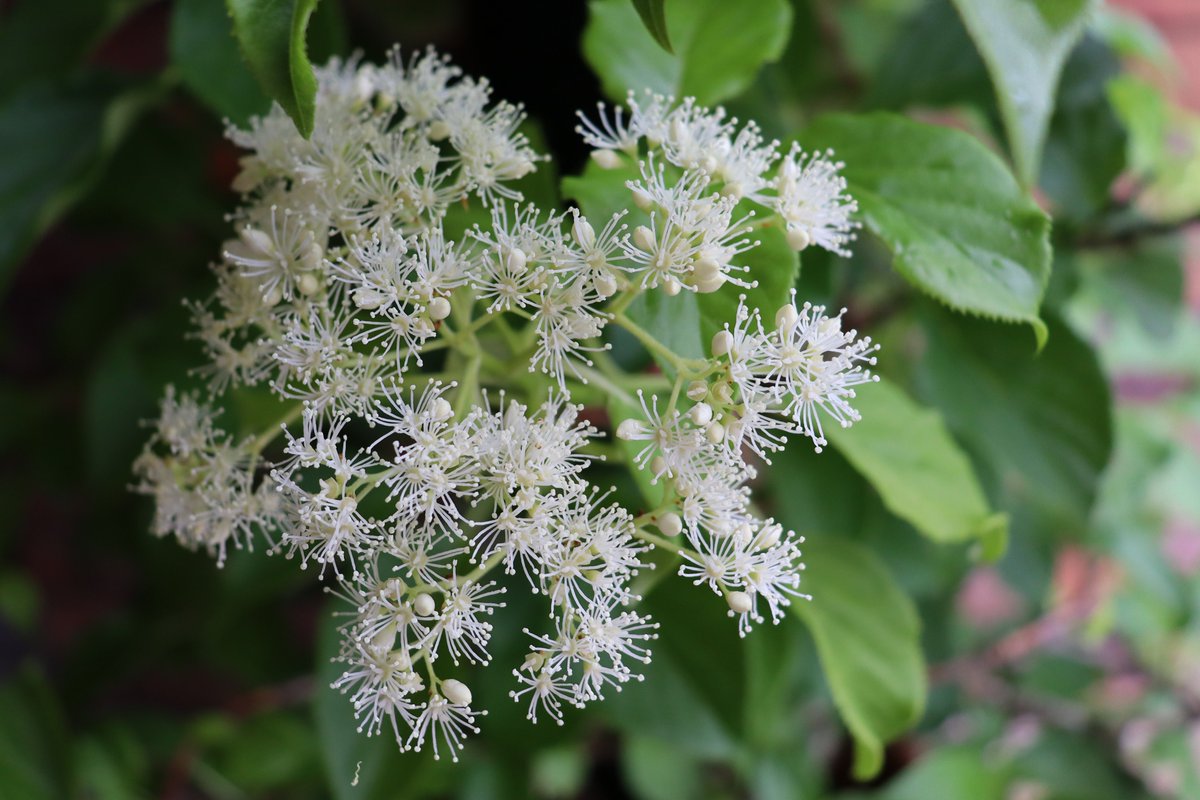 植物会館入口前に ＃ツルアジサイ の鉢を展示しています。花には芳香があるので、植物会館にお立ち寄りの際は是非どんな香りかご自身でお確かめください。
Climbing hydrangea flowers have nice scent. (広報係)
＃神代植物公園 ＃hydrangea ＃JindaiBotanicalGardens
▽Hydrangea petiolaris