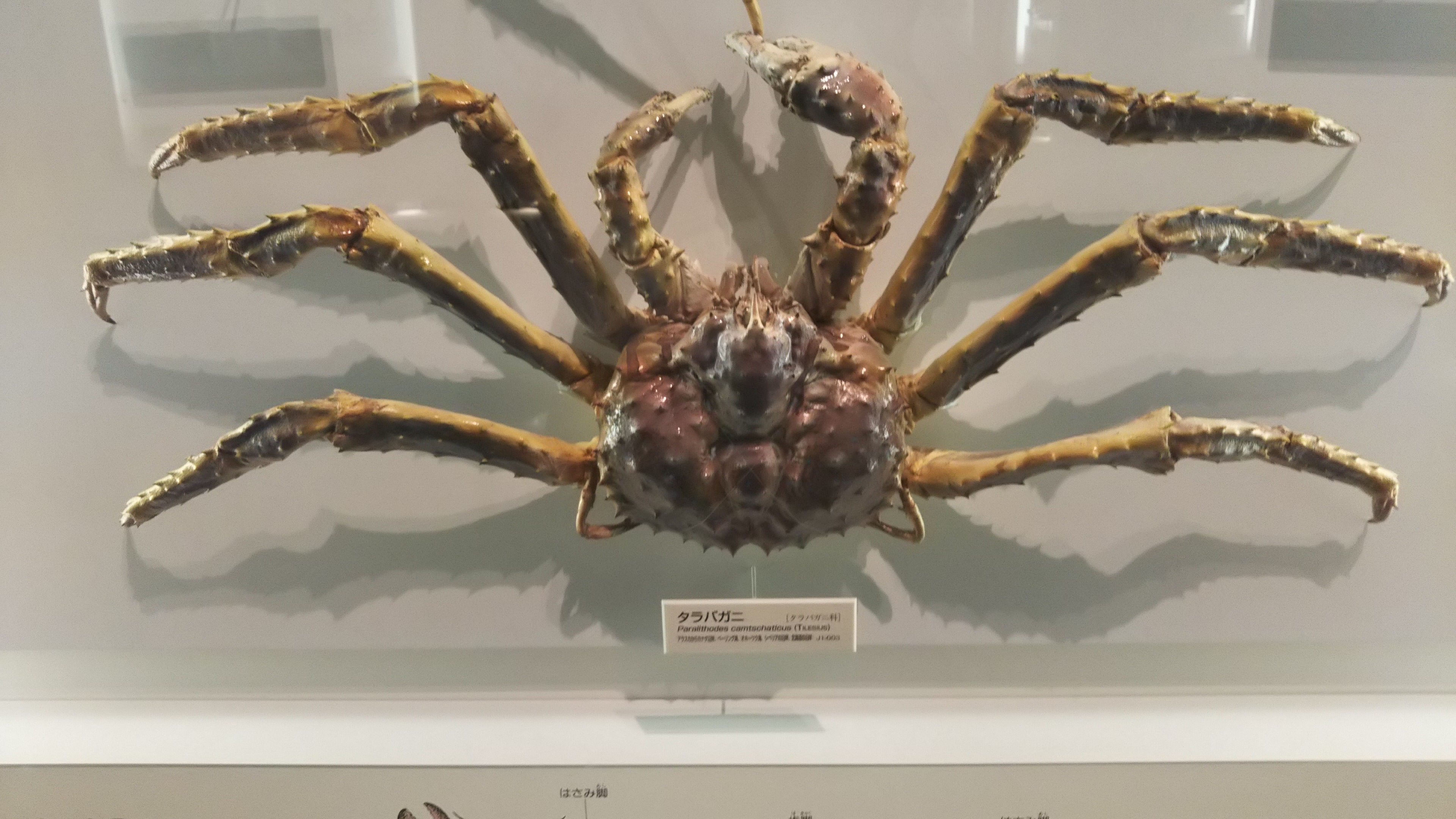 地球生命紀行<BR>タラバガニ＆日本近海の魚たち 全7種<BR><BR