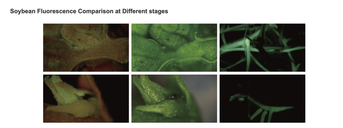 🔬🌱 Exciting discovery from WIMI soybean team,  fluorescence comparison at various growth stages unveils fascinating insights into plant physiology. These findings hold promise for optimizing agricultural practices and improving crop yield.  
#PlantScience
#GeneticTransformation
