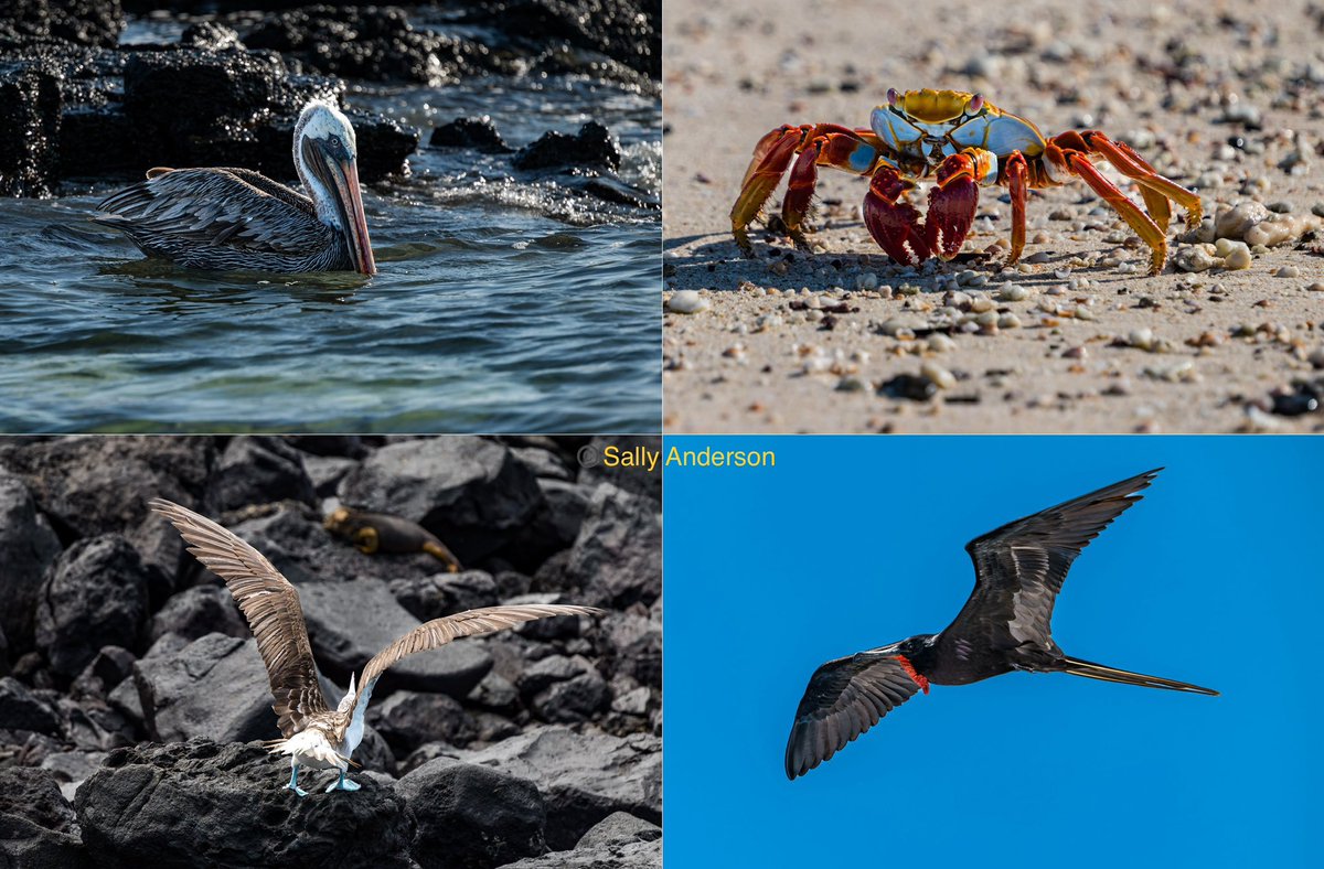 A small taster of #wildlife in the Galapagos. A brown pelican, Sally Lightfoot crab, blue-footed booby and male frigate bird.