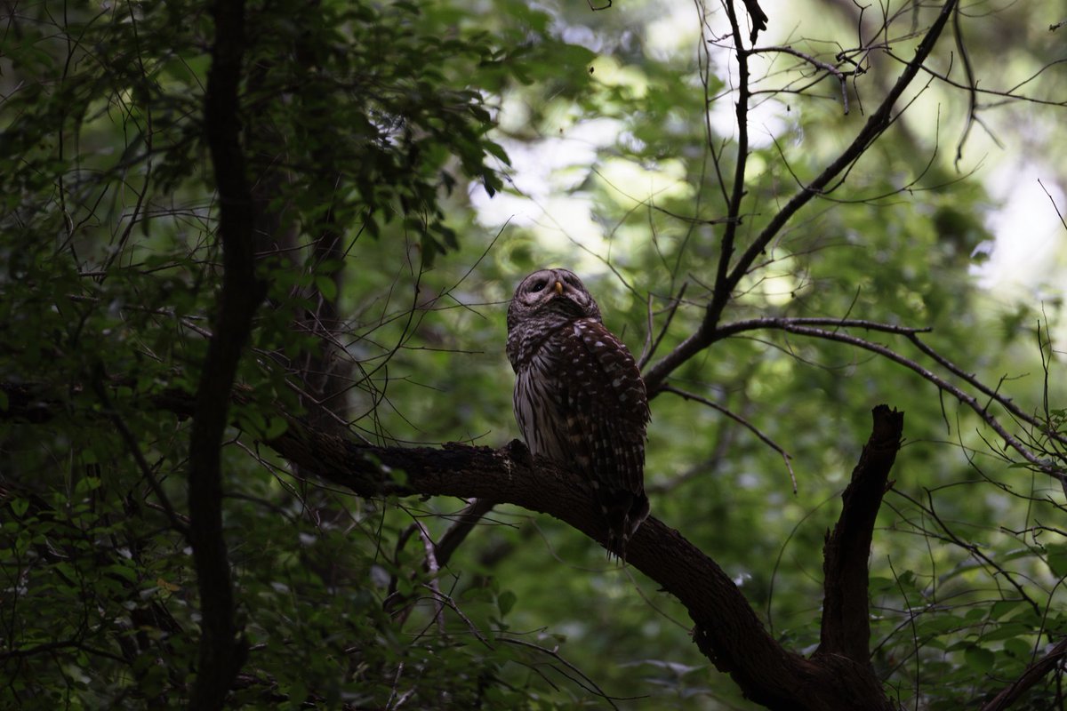 Barred owl looking up through a dripping canopy.

ƒ/4 1/25 500mm ISO1600
#owls #raptors #birdsofprey #birds #wildlife #photography