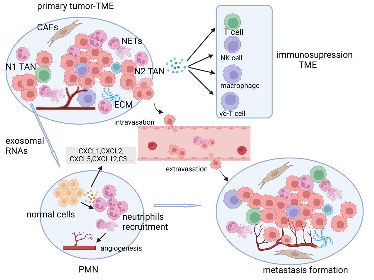 Neutrophils in the tumor microenvironment: role in tumor progression and potential targeted therapeutic strategy #Neutrophils #CancerResearch 🧬
🔗Online: oaepublish.com/articles/2394-…
🔗PDF: f.oaes.cc/xmlpdf/7eaff79…