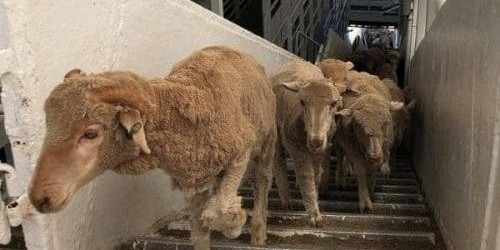 Use of the Australian Farmers’ Fighting Fund, a political campaign and legal challenges were being considered to defeat the Albanese Government’s proposed live sheep export phaseout by 2028, Sheep Central

👉 loom.ly/lEkDM3A