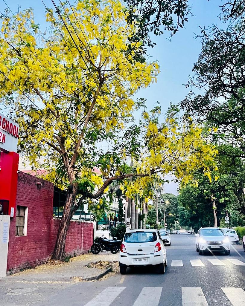 These Golden Amaltas  are enhancing the beauty of Chandigarh💛

Credit: Shades of Chandigarh 🍁 
#amaltaas #yellowflowers #goldenflower #beautful #shadesofyellow #chandigarh #seasonflowers #streetphotography #citybeautiful #chandigarh #punjabwaley #awesomechandigarh