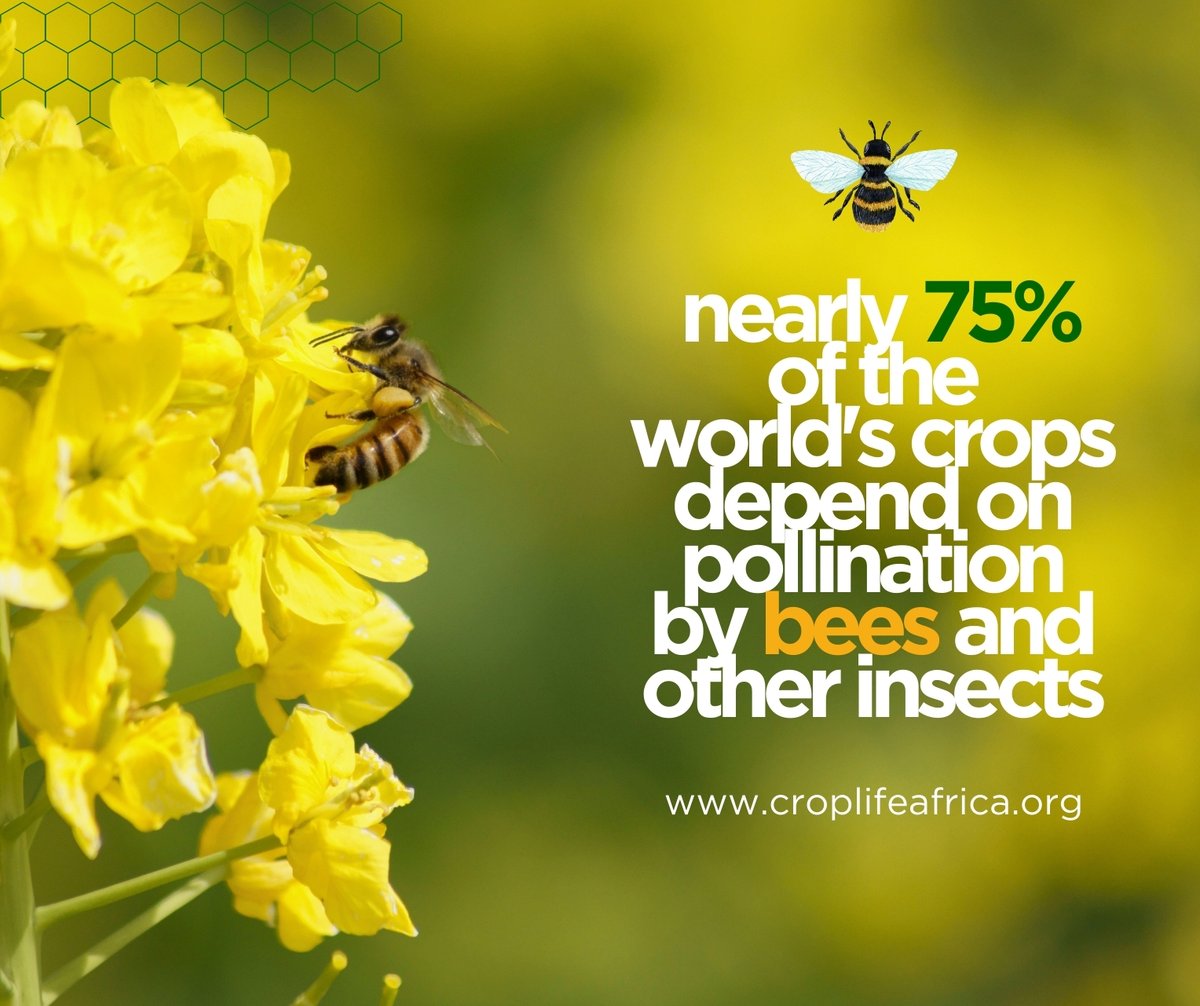 🐝 Ahead of #WorldBeeDay on May 20, we're celebrating the vital role of bees in agriculture! 🌻 Bees are essential pollinators, ensuring food security for billions. At #CropLifeAME, we're dedicated to protecting bees and promoting sustainable practices for their well-being.