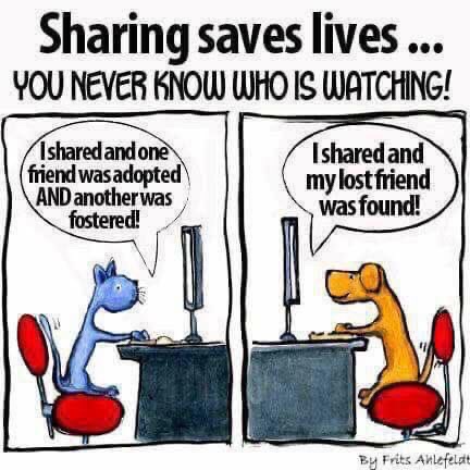 🐶💟🐱 Welcome to #forgottensoulshour, an hour every Thursday dedicated to raising awareness for shelter/rescue #animals waiting for their forever homes more than a year.

Everyone is welcome to participate, and every tweet/RT helps!

Ready? Let's go!!

#adoptdontshop #cats #dogs