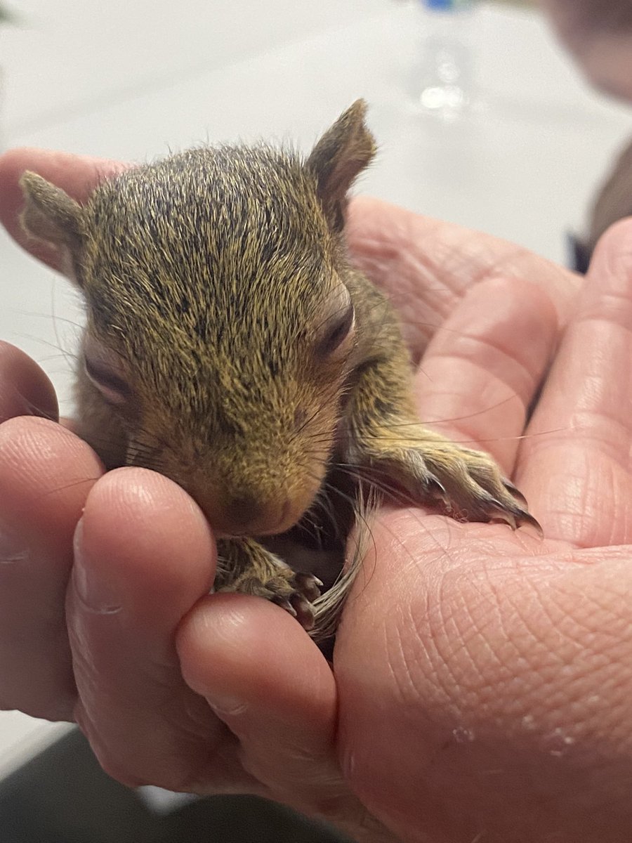 Three Weeks Old #baby #babysquirrel #cuteanimals @AnimalPlanet