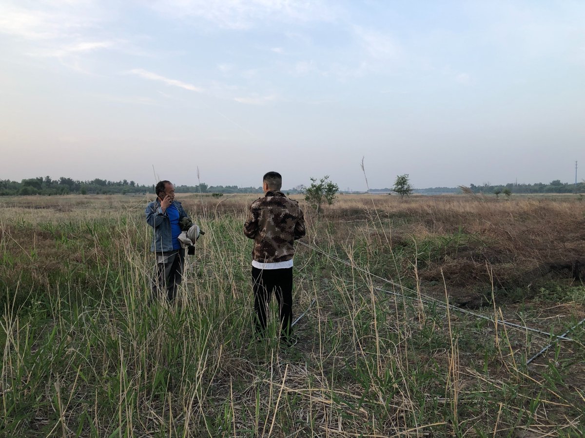 Found some poachers on my local patch this morning at 0515am playing calls of Siberian Rubythroat (Luscinia calliope 红喉歌鸲 Hóng hóu gē qú). Called 110 and police came. They are in big trouble now, and rightly so. (Keeping these rubythroats alive for you in western Europe!)