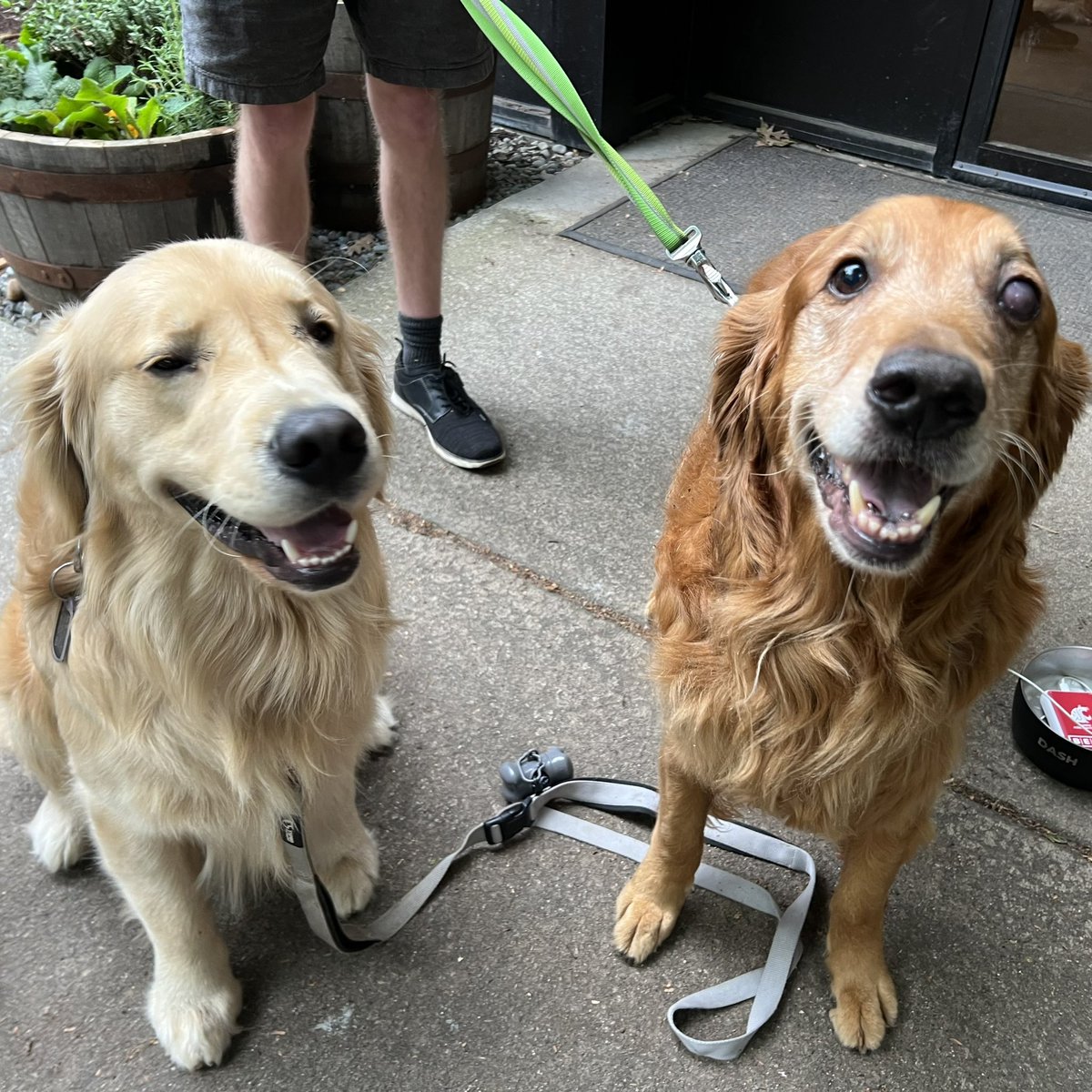 I was able to meet Smol Dog (Chase) and his hooman at @postdocbrewing tonight. They were there promoting the @therealdashdog Pet Memorial Program Fund at @wsuvetmed. #LuckyPuppers #LivingMyBestLife #CancerSucks #DogsAndBeer #GoldenRetrievers