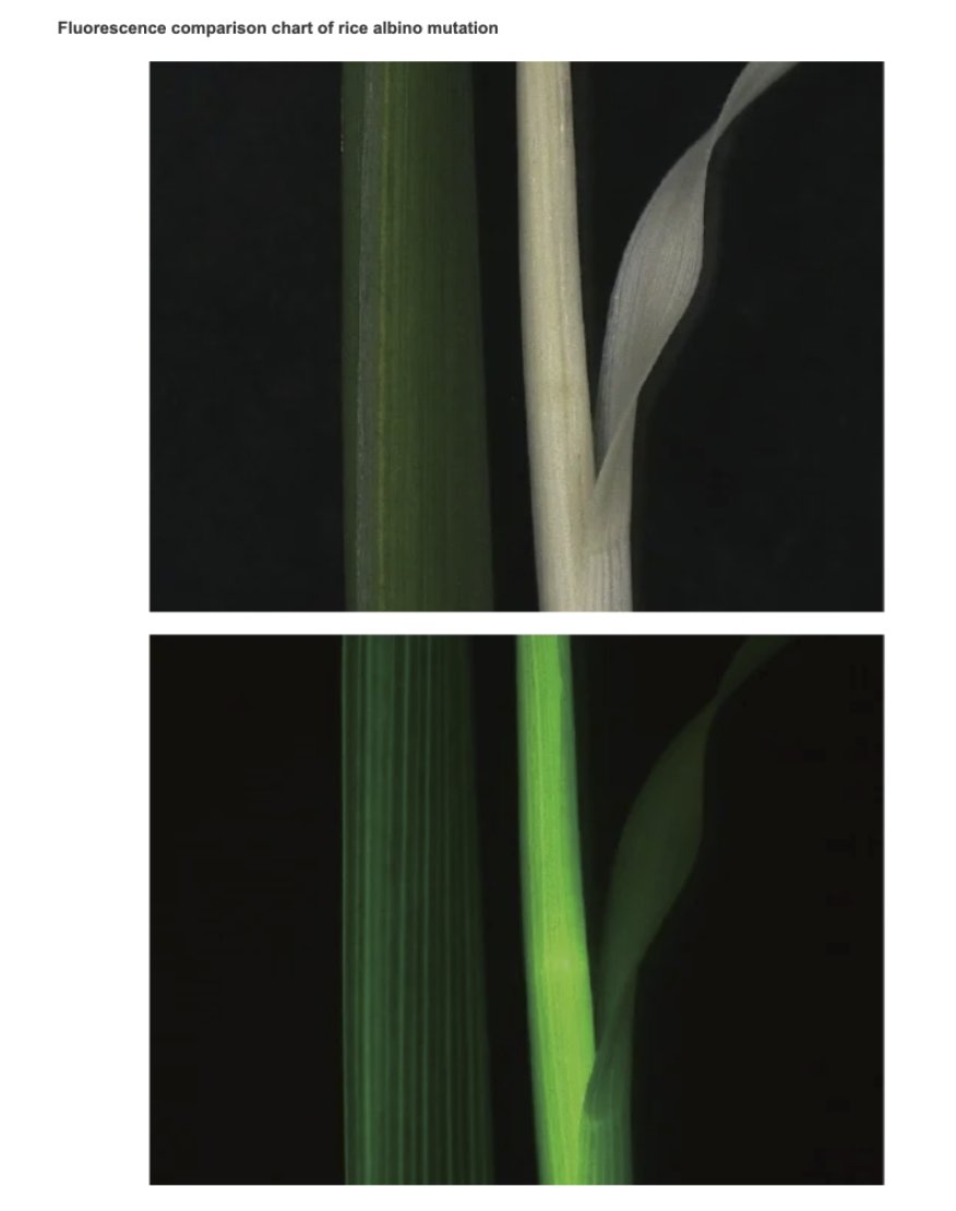 🔬WIMI: Revealing the Secrets of Rice Albino Mutation with Fluorescence Comparison Chart 🌾🔬
Through meticulous analysis, we unravel insights into genetic expression and plant health. Crucial for enhancing rice breeding strategies.   
#PlantScience 
#GeneticTransformation