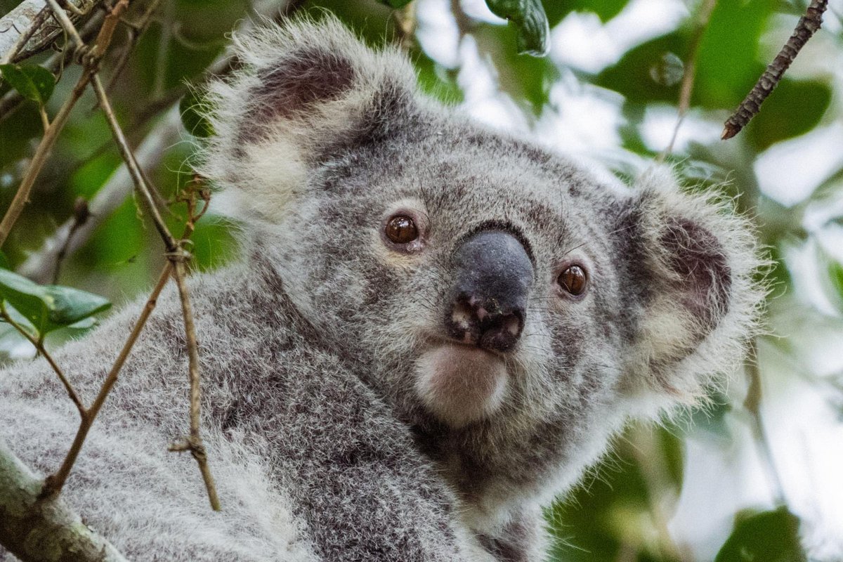 🚨 URGENT – our native wildlife is at serious risk!

The government is rewriting our national nature laws for the first time in over 20 years. We need to take advantage of this critical opportunity to introduce more vigorous laws that will help protect and restore what we have