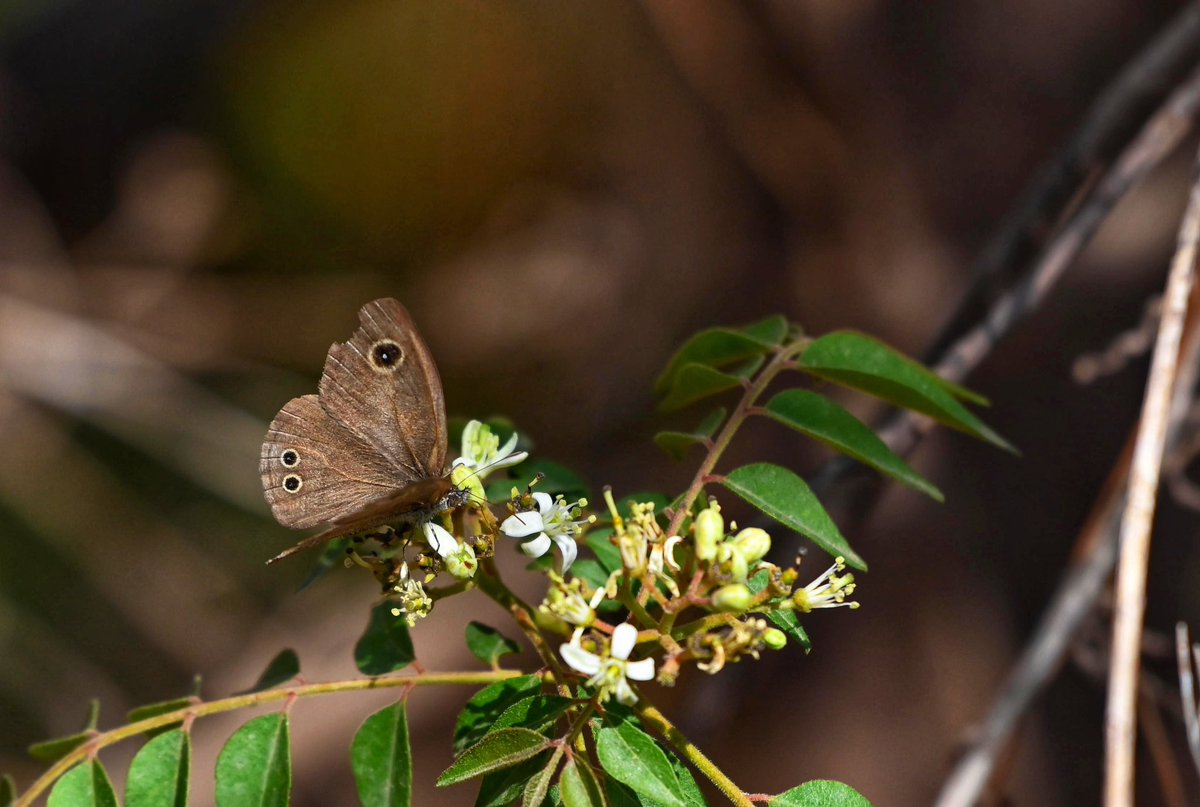 Common Five Ring Butterfly
28.04.24
Chakki Modh, Himachal Pradesh. @IndiAves @NikonIndia @savebutterflies @SanctuaryAsia @NatGeoIndia @NatureIn_Focus @Natures_Voice @incredibleindia