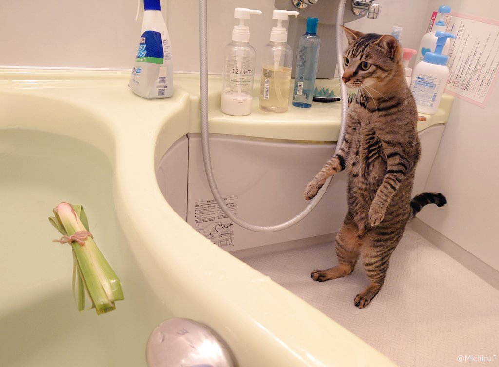 端午の節句で初めて菖蒲湯を見た猫ちゃん。ビックリしすぎて「猫の恩返し」みたいに立ち上がってしまう⇒cat-press.com/cat-news/syoub…