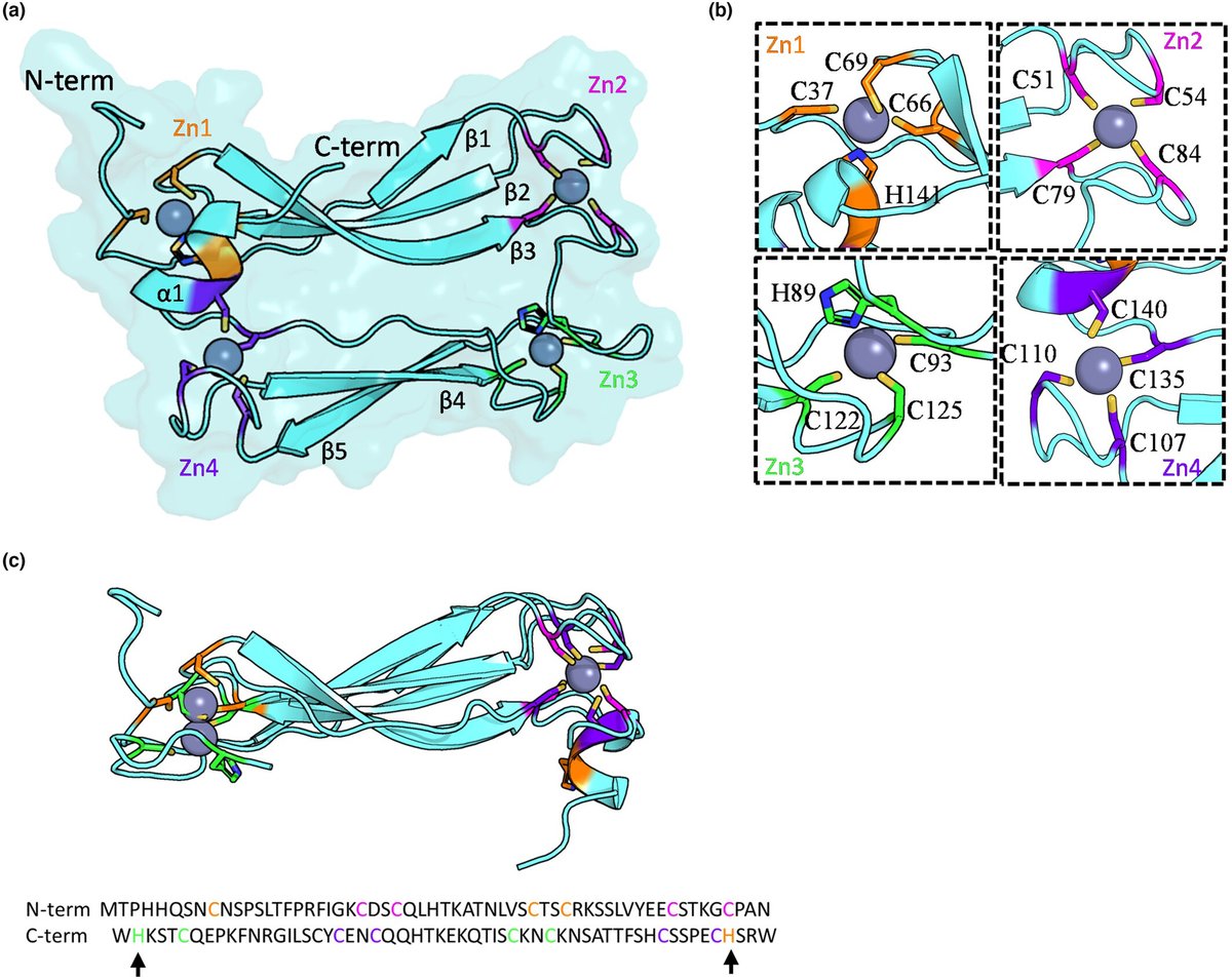 AvrSr27 is a zinc-bound effector with a modular structure important for immune recognition 📖ow.ly/BAHl50REa2U by Outram et al. @WileyPlantSci #PlantScience