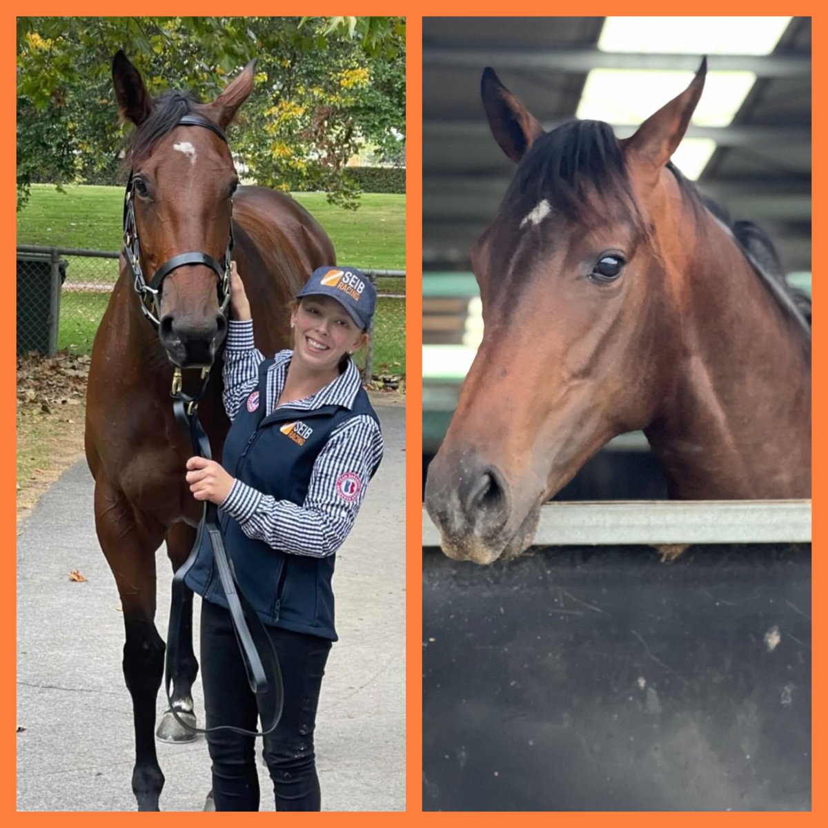 SeibRacing (@seibracing) on Twitter photo ✌️ <a href="/hawkesburyrc/">Hawkesbury Race Club</a>
Downtown's Abbey is rising in distance and class, but claiming to 52kg for Coriah Keatings. A mare with a nice record to date, could surprise.
Bloomin Ready should relish the heavy track and rise in distance, looks a nice staying prospect on the rise. E/W hope! ✌️ <a href="/hawkesburyrc/">Hawkesbury Race Club</a>
Downtown's Abbey is rising in distance and class, but claiming to 52kg for Coriah Keatings. A mare with a nice record to date, could surprise.
Bloomin Ready should relish the heavy track and rise in distance, looks a nice staying prospect on the rise. E/W hope!