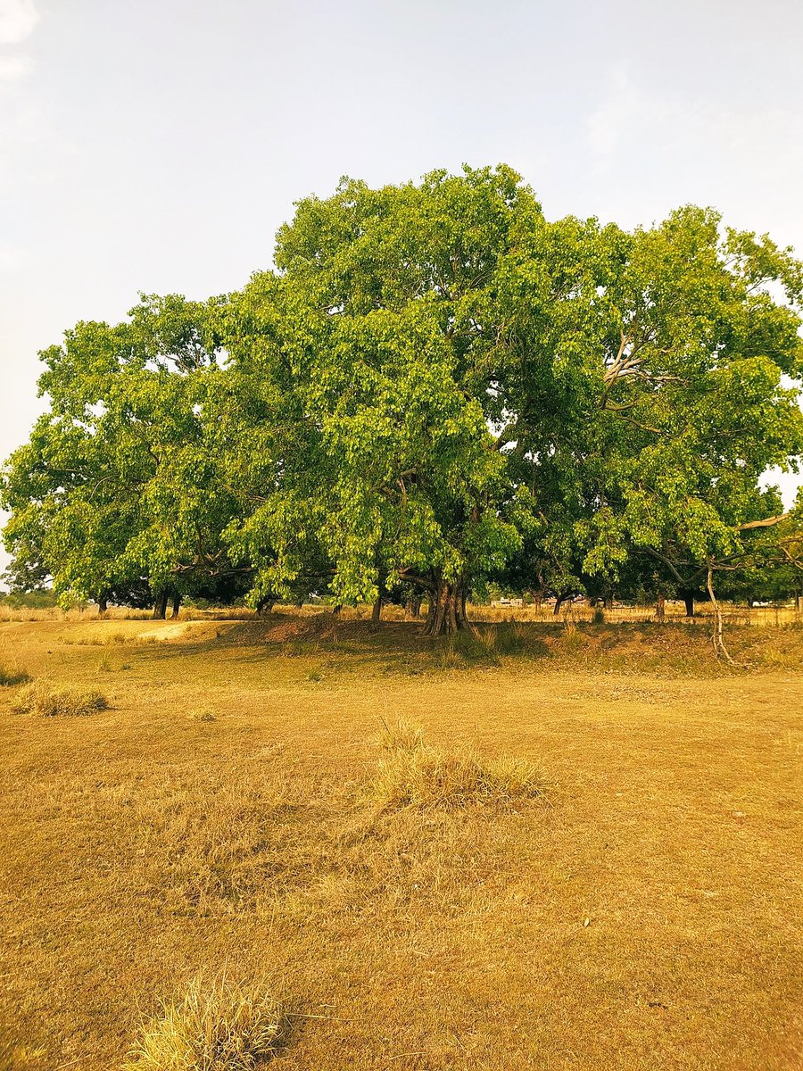 पेड़ कों काटने के बहाने हजार है तों बचाने के उपाय भी लाखों है बस नियत साफ होनी चाहिये पेड़ बचाओं बीमारी भगाओ #savetrees #famemma #ZEROBASEONE