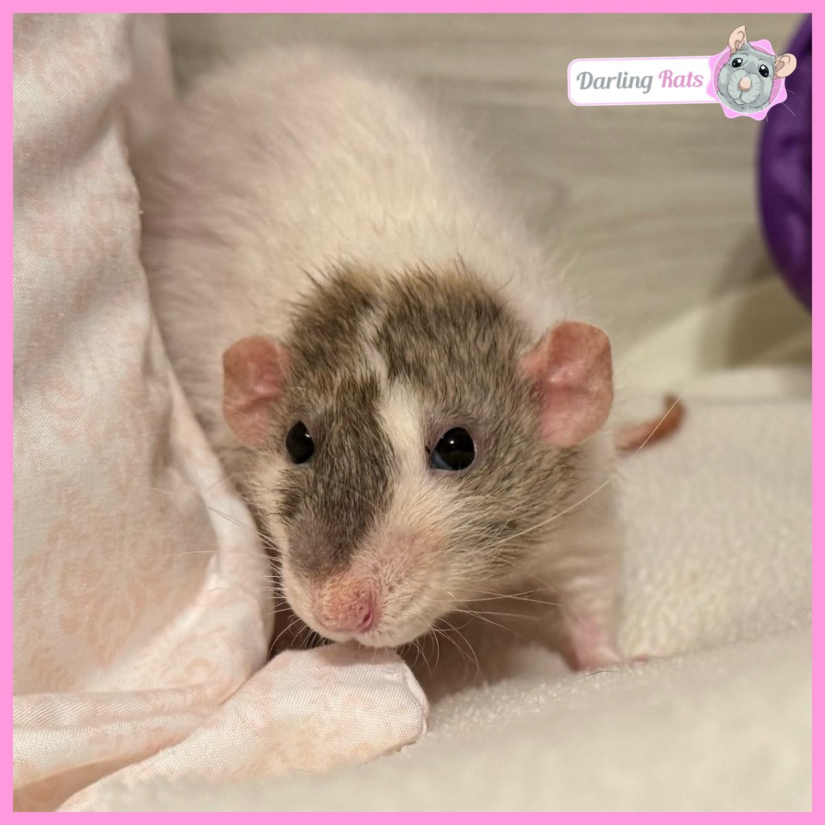 Darling Rats tweet media