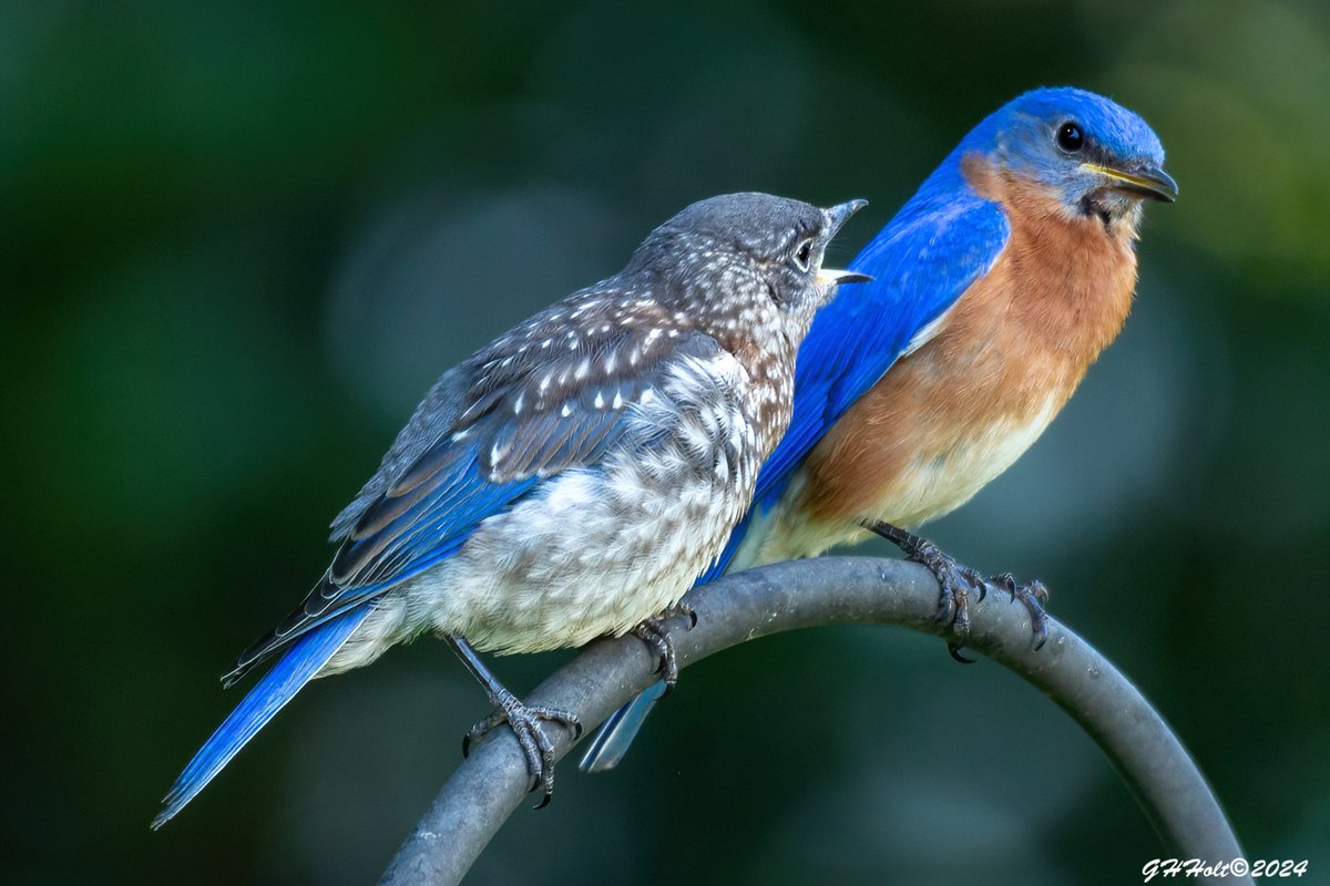 I think Papa Bluebird is wishing his fledgling would grow up!!! #easternbluebird #TwitterNatureCommunity