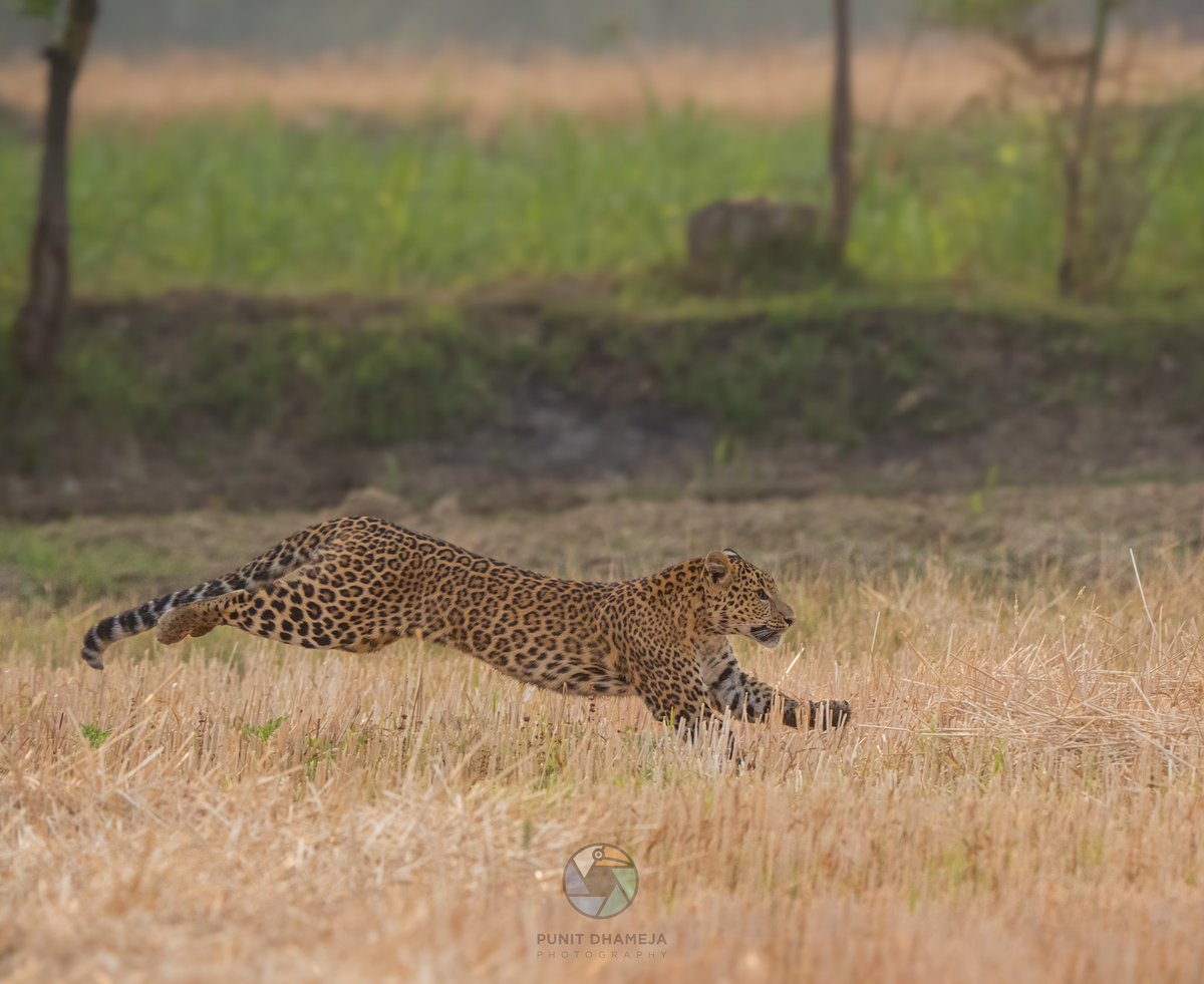 Leopards are fast felines and can run at up to 58km/h, They’re super springy, too, and can leap 6m forward through the air.. just like the one below 😀 #IndiAves #Wildlife #nature #sonya7iii #natgeoindia #BBCWildlifePOTD #wildlifephotography #TwitterNatureCommunity