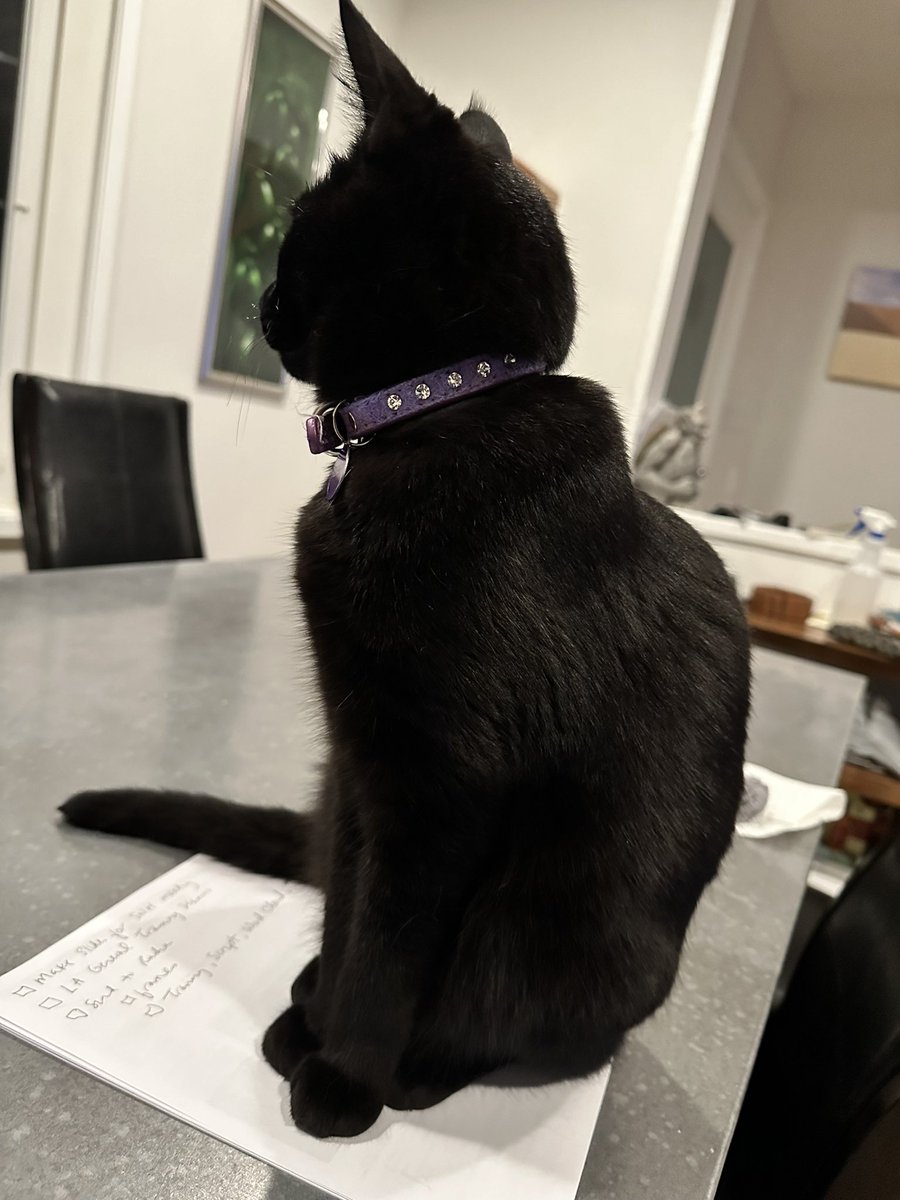 Umm, #Pepper, it’s really hard to finish writing my to-do list when you insist on sitting on it. #CatsofTwittter